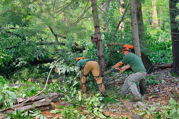 Best Tree Branch Trimming  in Exton, PA